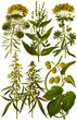 Color illustration of flowers in watercolor paintings