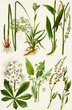 Color illustration of flowers in watercolor paintings