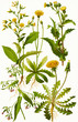 Color illustration of flowers in watercolor paintings