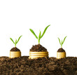 Golden coins in soil with young plant. Money growth concept.