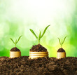 Golden coins in soil with young plant. Money growth concept.