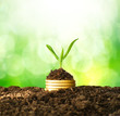 Golden coins in soil with young plant. Money growth concept.