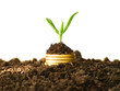Gold coins in soil with young plant. Financial metaphor.