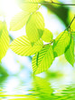 Green leaves over water reflection