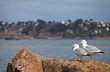 Pink granite near Perros Guirec, France