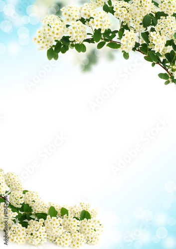 Photo: Background with beautiful white flower Background with beautiful white flower