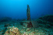 madonna del mare isola d'Elba