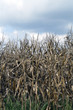 corn crop