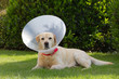 Labrador convalescente in giardino