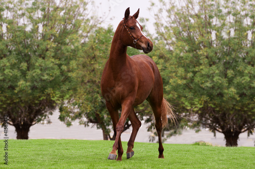 Photo: Bay arabian horse Bay arabian horse