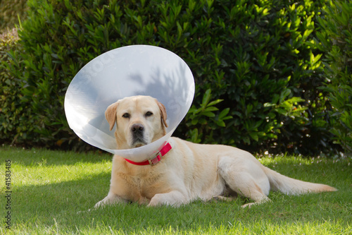 Photo: Labrador convalescente in giardino Labrador convalescente in giardino