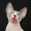 Sphynx kitten
