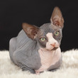 Sphynx kitten