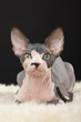 Sphynx kitten