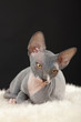 Sphynx kitten