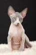 Sphynx kitten