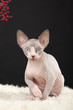 Sphynx kitten