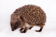 Photo: cute little hedgehog. cute little hedgehog.