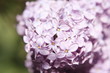 Lilac flowers
