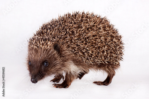 Photo: cute little hedgehog. cute little hedgehog.