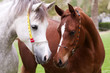 Frienship