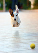 Photo: Cane volante Cane volante