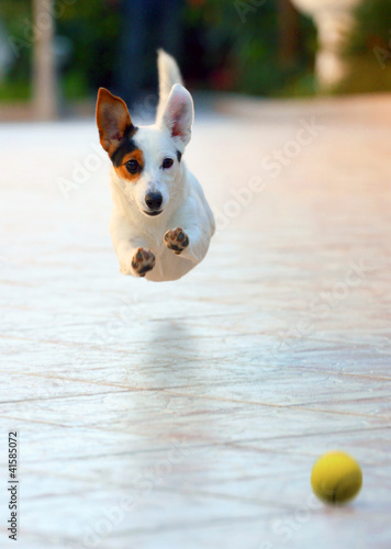 Photo: Cane volante Cane volante