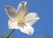 Photo: Jasmine on a sunny day Jasmine on a sunny day