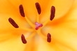Photo: Lily core Lily core