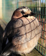 bird in cage