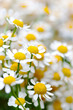 Many small camomiles