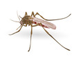 Mosquito.