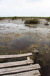 Mangrove swamp