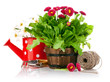 spring flowers with garden tools isolated on white background