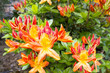 Azalea Mollis Flowers