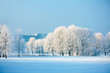 Winter trees