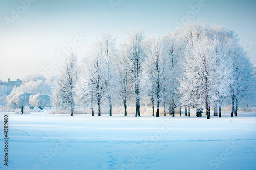 Photo: Winter trees Winter trees