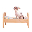 Dog on the bed