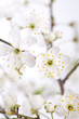 Flowers of the cherry blossoms on a spring day