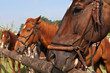 Beautiful Horses