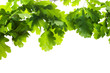 Oak branch in Spring