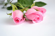 Three Pink Roses Three Pink Roses