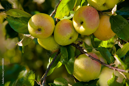 Foto: Äpfel Äpfel