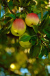 Foto: Obstgarten Obstgarten