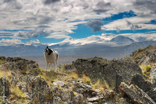 Photo: Dog on the mountain pass Dog on the mountain pass
