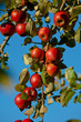 Foto: Streuobstwiese Streuobstwiese