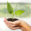 Photo: tree green fresh in female hand tree green fresh in female hand