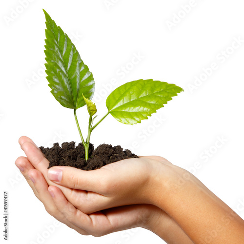 Photo: tree green fresh in female hand tree green fresh in female hand