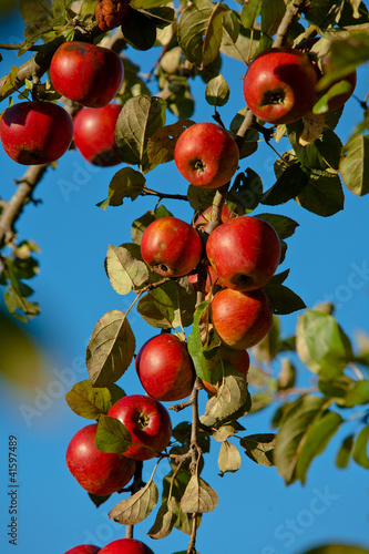 Foto: Streuobstwiese Streuobstwiese