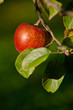 Foto: Apfel Apfel